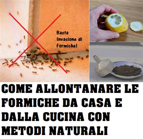 Good Blog Come Eliminare Le Formiche Dalla Cucina In Modo Naturale