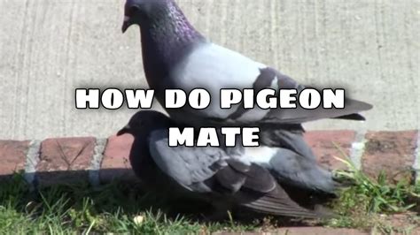 How Do Pigeons Mate Michael Ilonggo Vlog Youtube