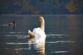 Free picture: autumn season, duck, mallard, national park, natural ...