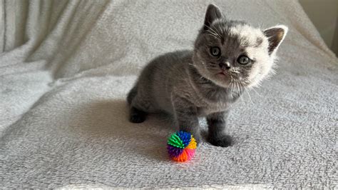 Purebred Blue British Shorthair Kittens For Sale UKPets