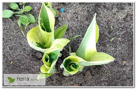 Hosta ua Хоста Yellow Polka Dot Bikini Еллоу Полька из частной коллекции хост