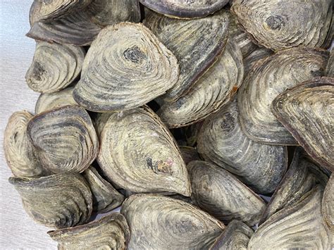 Natural Murex Operculum In Vietnam Buy Murex Operculumdried Murex