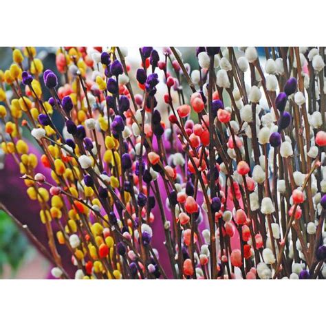 Jual Dried Flower Pussy Willow 1 Ikat 5 10 Batang Pussy Willow Kering Pussy Willows