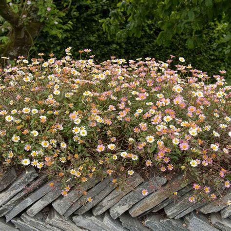 Erigeron Seeds Karvinskianus Santa Barbara Daisy Flower Seed