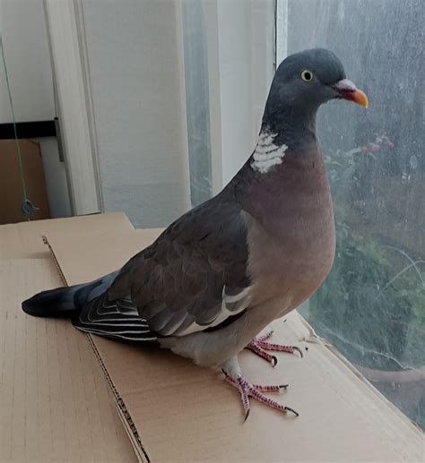 Keeping an eye on next doors cat : pigeon