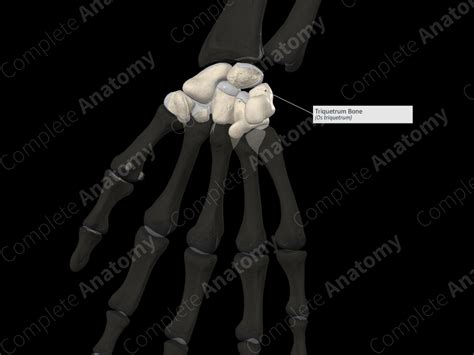 Triquetrum Bone | Complete Anatomy