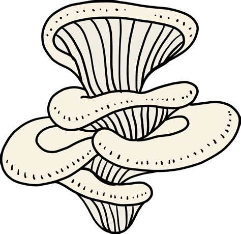 Doodle Freehand Sketch Drawing Of Oyster Mushroom Vegetable 10996372 Png