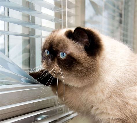 Do Indoor-Outdoor Cats Live Longer?