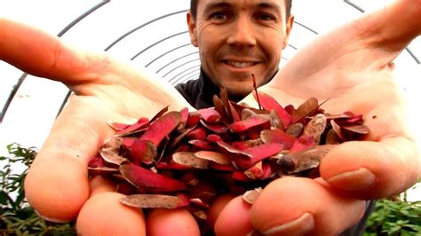 How To Germinate Japanese Maple Seeds A New Experiment Youtube