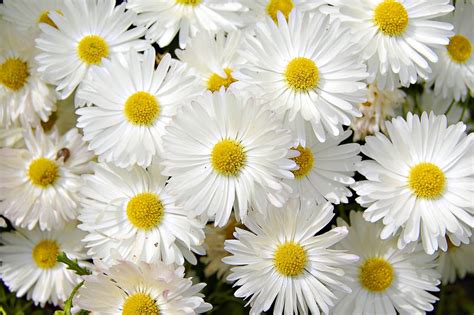 Схема вышивки «Ромашки» (№358117) - Вышивка крестом