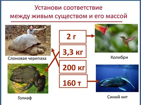 Масса тела. Измерение массы тела на весах - презентация онлайн