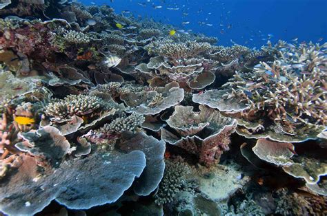 Unesco Declares The Great Barrier Reef Is In Danger — See Photos Of What S At Stake