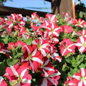 Купить Рассаду петунии Аморе в Украине.