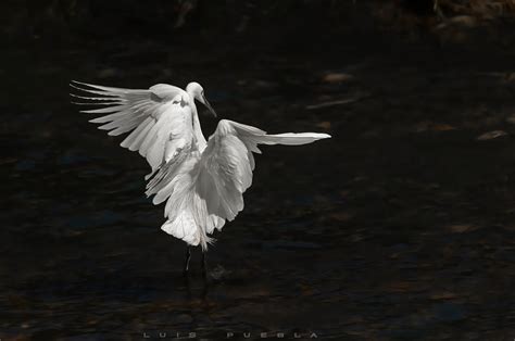 Fotograf A Danzando En Penumbras De Luis Puebla En Fotonat Org