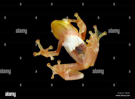 Pregnant Glass Frog