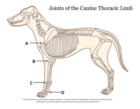 Diagram Of Joints Of The Canine Thoracic Limb Quizlet