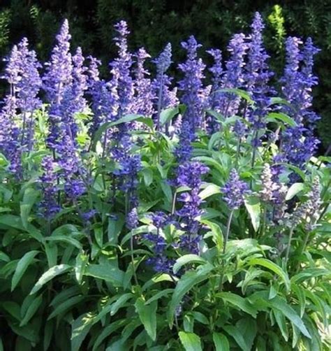 Sage Salvia Seeds Victoria Blue Mealy Cup Sage Easy To Etsy Sage