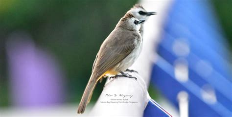 Singapore Birds Eco Plan International