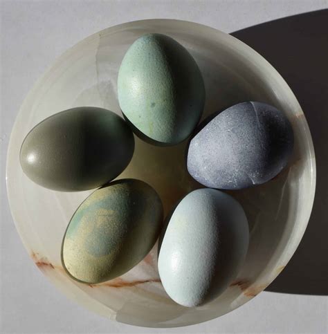 Feel Good Easter Eggs Make Your Own Natural Egg Dye Green Home Diy