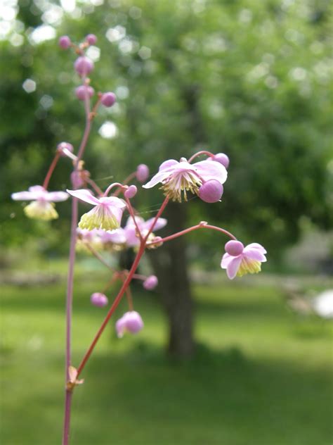 Puutarhakaaos: Vettä, vettä, vettä...