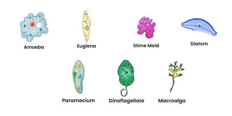 An Image Of Different Types Of Plants And Animals That Are Labeled In