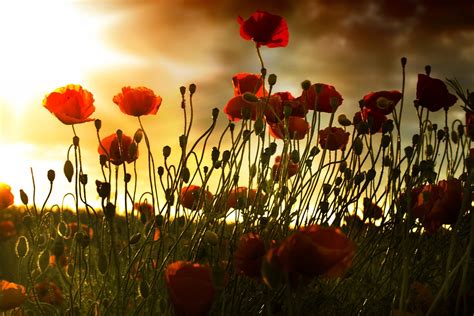 Poppy Field Sunset - Free photo on Pixabay - Pixabay