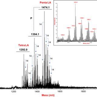 Negative Ion Maldi Tof Mass Spectrum Of The Isolated Lipid A Fraction