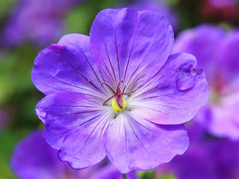 Blue and Purple Flower · Free Stock Photo