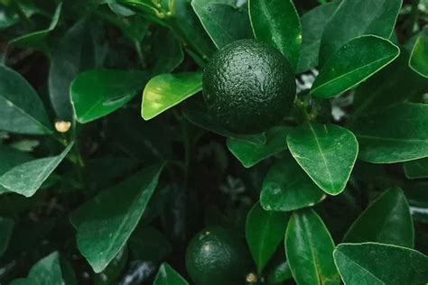 Manfaat Daun Jeruk Purut Lebih Dari Penyedap Masakan Ini Khasiatnya