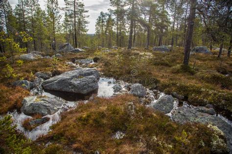 36 041 Autumn Scandinavia Stock Fotos Freie Royalty Free Stock