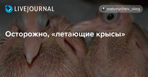 Осторожно, «летающие крысы»: matveychev_oleg — LiveJournal