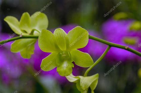 Orqu Deas Polilla Verde Phalaenopsis Amabilis Nmente Conocida