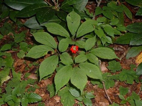 grow  care  ginseng