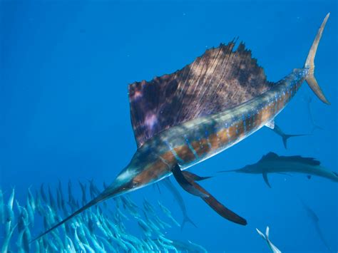 Sailfish | Mexico – Fish, Birds, Crabs, Marine Life, Shells and ...