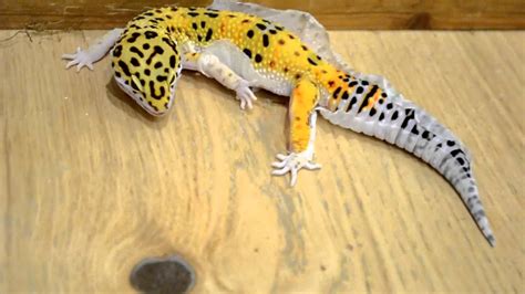 Leopard Gecko Shedding Process Youtube