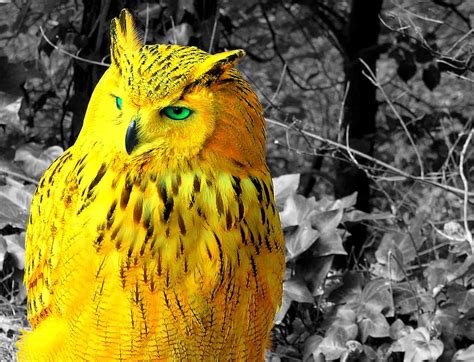 Beautiful Yellow Green Eyed Owl Birds Owl Fly Feathers Hd