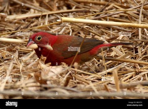 Male Red Billed Firefinch Or Senegal Firefinch Lagonosticta Senegala