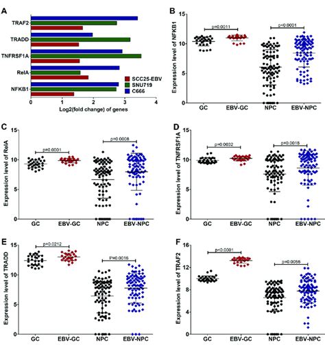 Key Genes In The Tnf α Nf κb Signaling Pathway Are Upregulated In