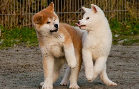 Treinar o cão em curto espaço de tempo Raça de cão AKITA