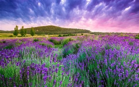 Descargar Fondos De Pantalla La Provenza 4k Lavanda Colinas Puesta