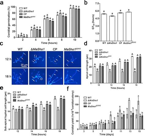 Germination and conidiation. a Conidial germination rates on 1/4 SDAY ... 