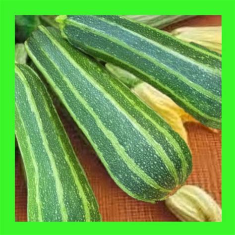 Zucchini Italian Striped Heritage Organic Open Pollinated Seeds