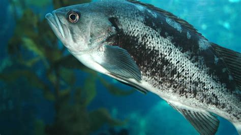 Black Sea Bass Pictures Az Animals