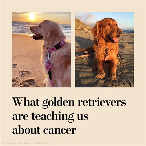 Golden Retriever Cancer Learn More About Our Golden Retriever Lifetime