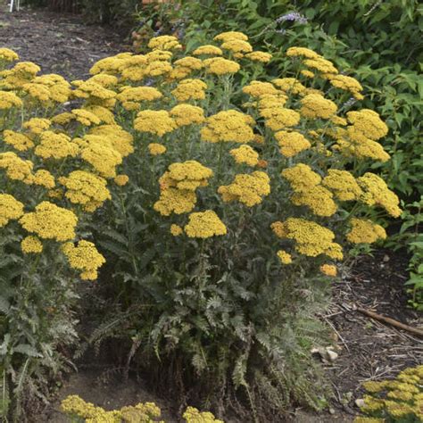 Achillea Sassy Summer Sunset Pp31412 Perennial Resource