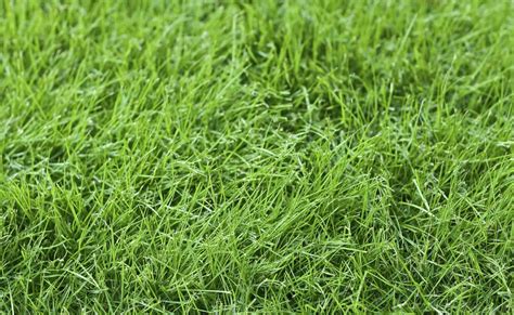 The Best Grass Seeds To Grow In Missouri Mad Backyard