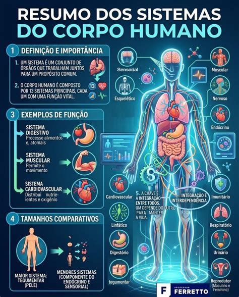 Quais São Os Sistemas - Sistemas do corpo humano: lista completa, funções e resumo para Enem e ...