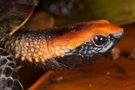 Platemys Platycephala Frank Deschandol Flickr