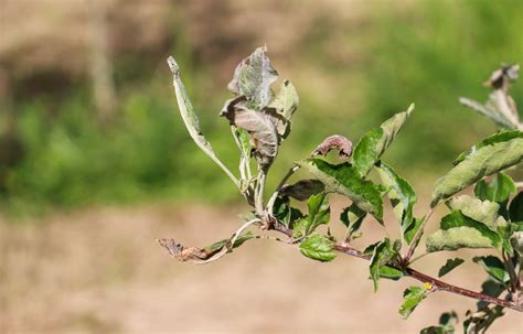 Powdery Mildew Apple Control How To Treat Apple Trees With Powdery Mildew Gardening Know How