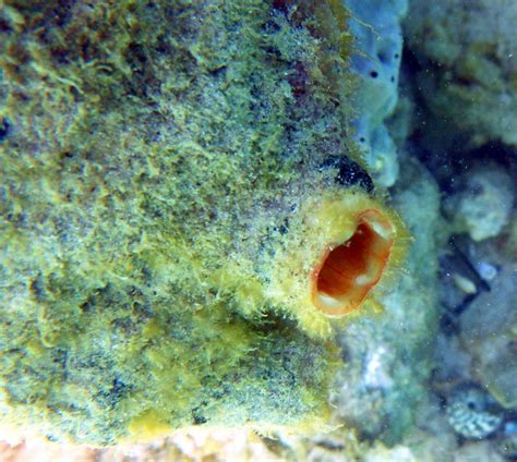 Mauve Mouth Ascidian From Port Noarlunga Jetty Inner Half South